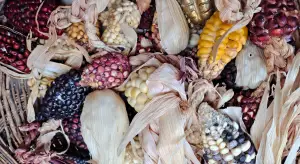 native-corn-seeds-ecological-diversity-seed-resistance