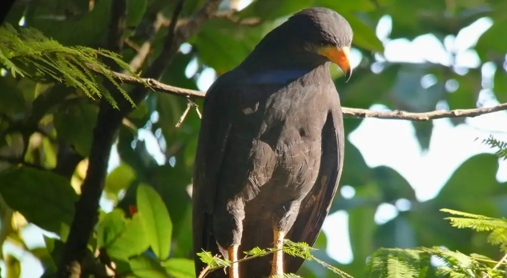 Common Black Hawk perched on a tree branch representing bird conservation in Costa Rica