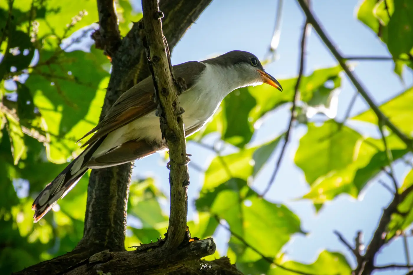 Coccyzus americanus posado en árbol