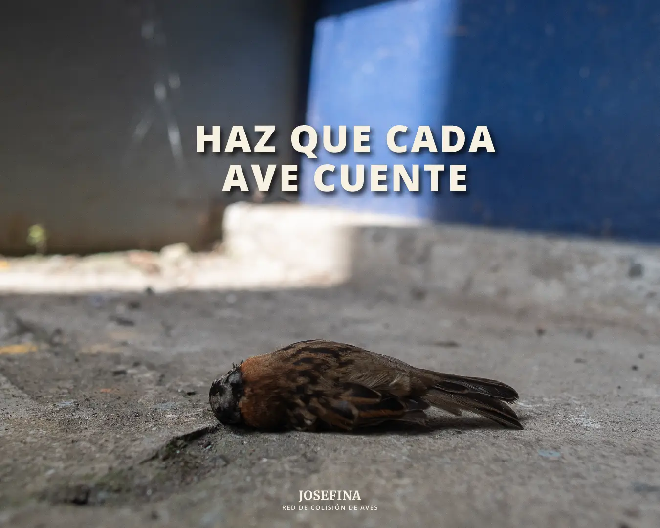 Ave colisionada en el suelo - Haz que cada ave cuente