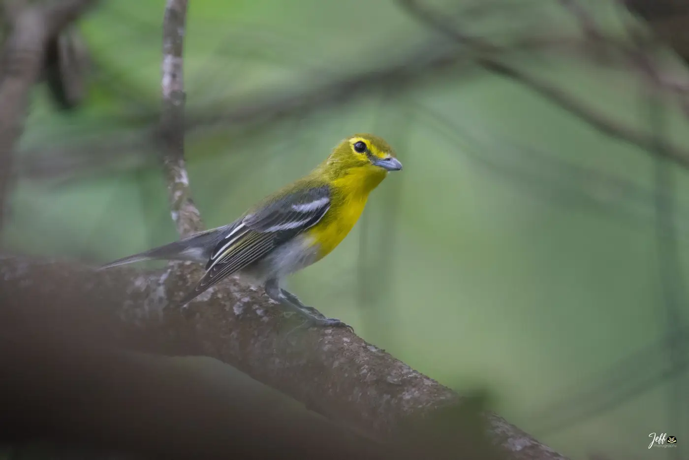 Vireo flavifrons en rama