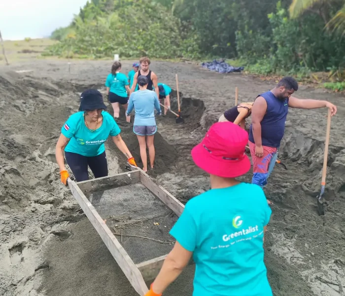 Volunteers building turtle hatcheries to protect sea turtle nests in a coastal conservation project in Costa Rica
